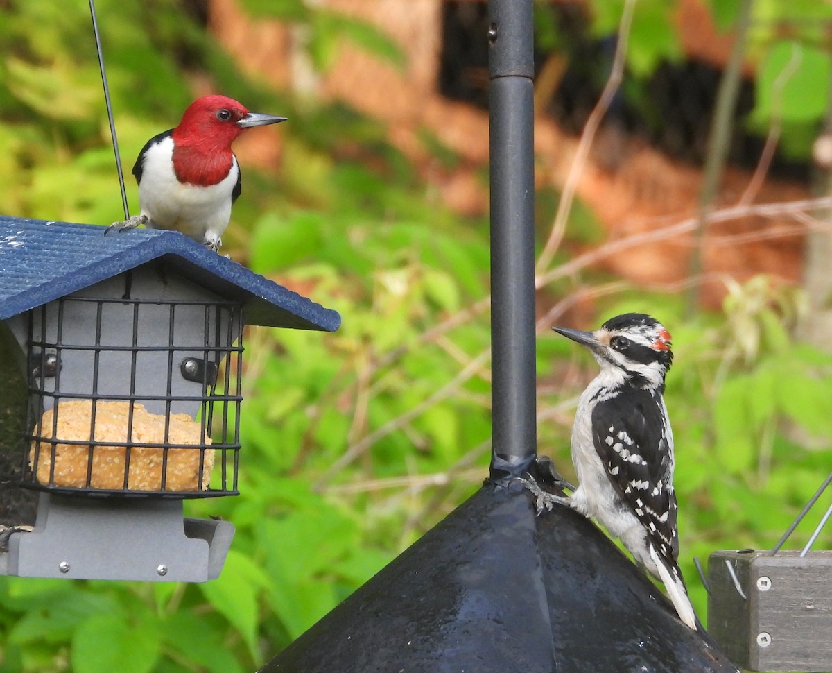 Red-headed Woodpecker - ML638535610