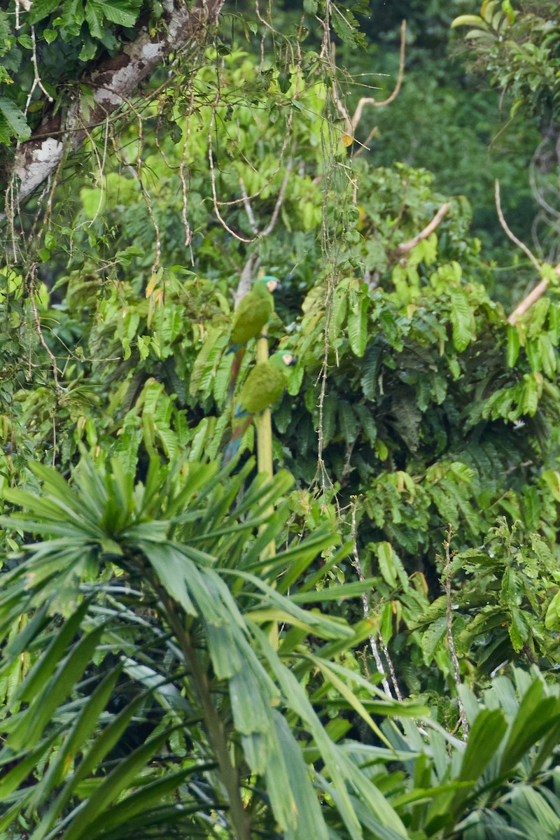 Chestnut-fronted Macaw - ML638535616