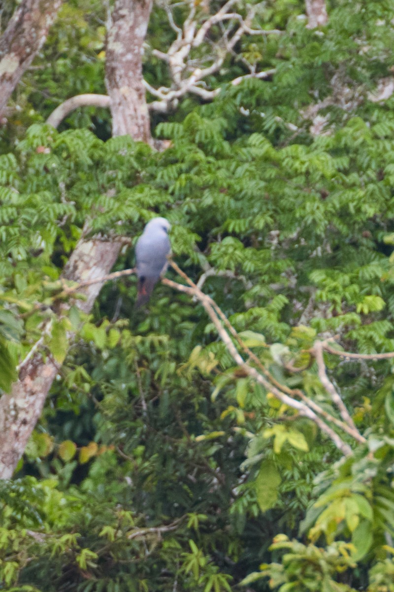 Plumbeous Kite - ML638535624