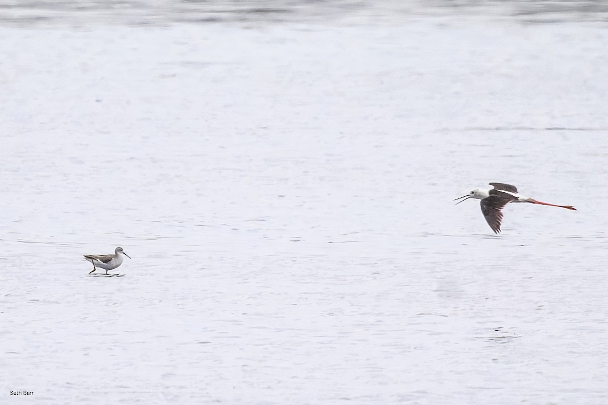 Marsh Sandpiper - ML638535630