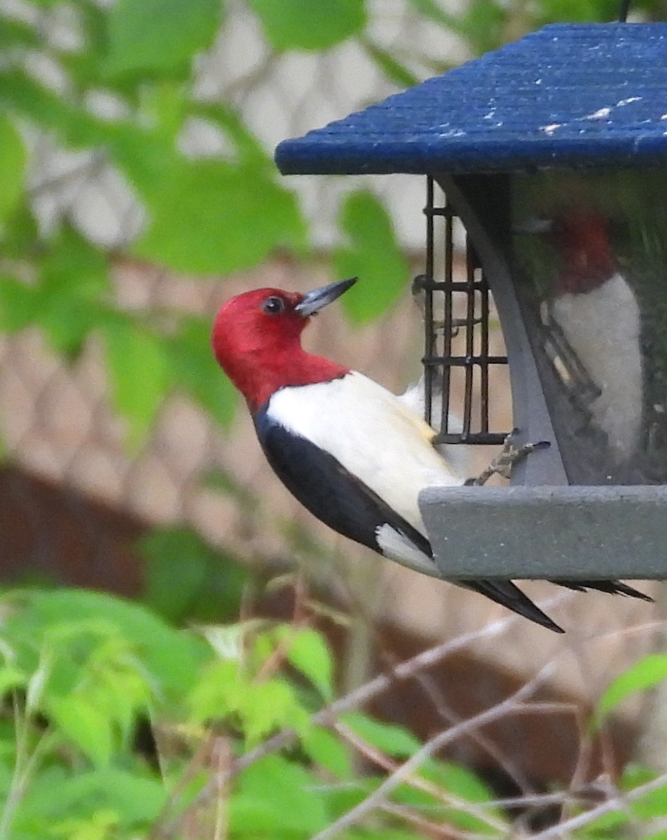 Red-headed Woodpecker - ML638535639