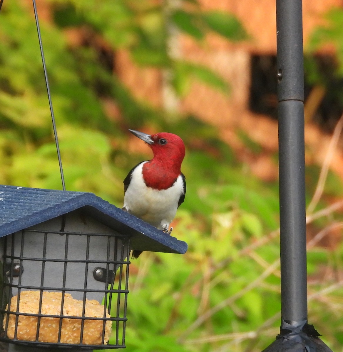 Red-headed Woodpecker - ML638535646