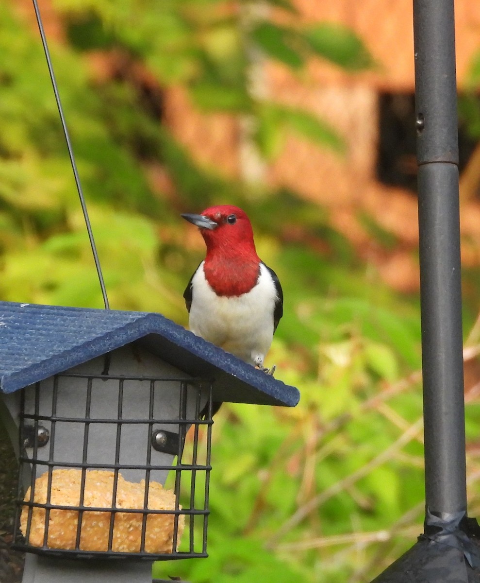 Red-headed Woodpecker - ML638535668
