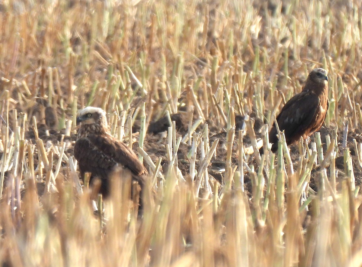 Western Marsh Harrier - ML638535670