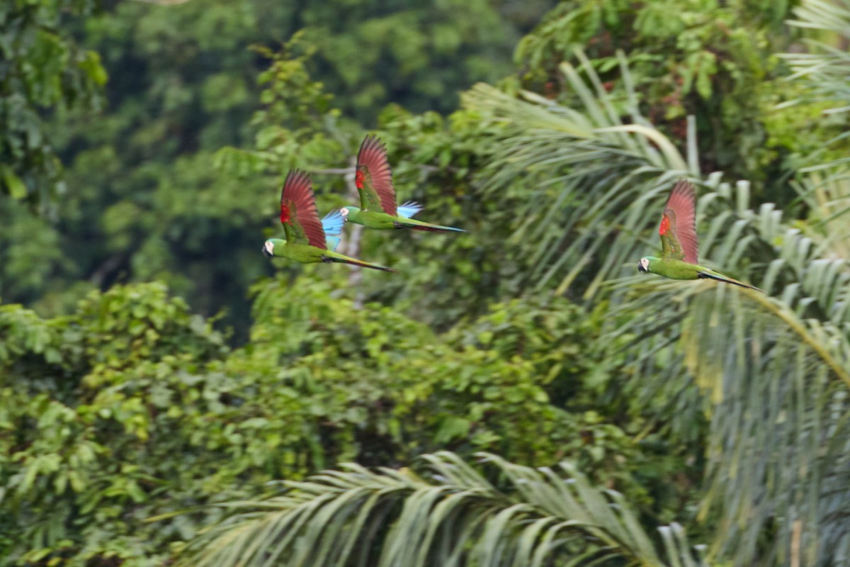 Chestnut-fronted Macaw - ML638535686