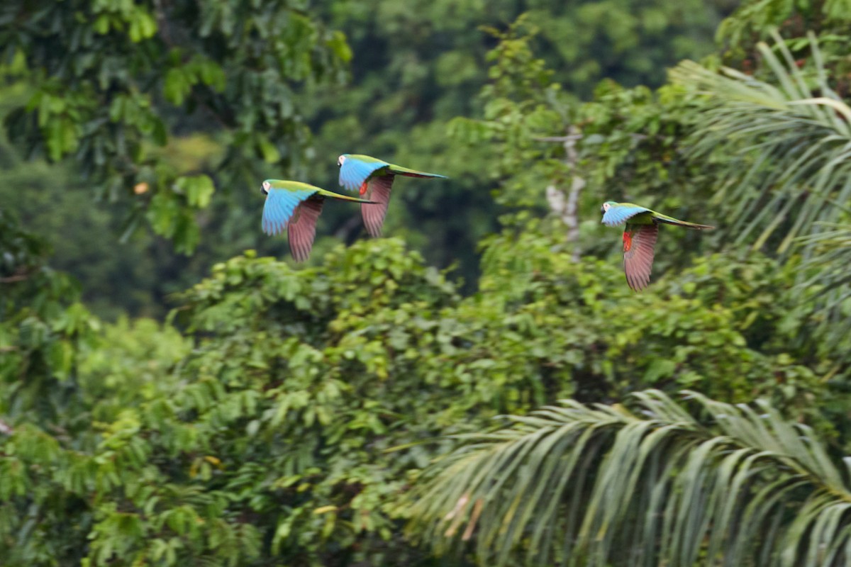Chestnut-fronted Macaw - ML638535687