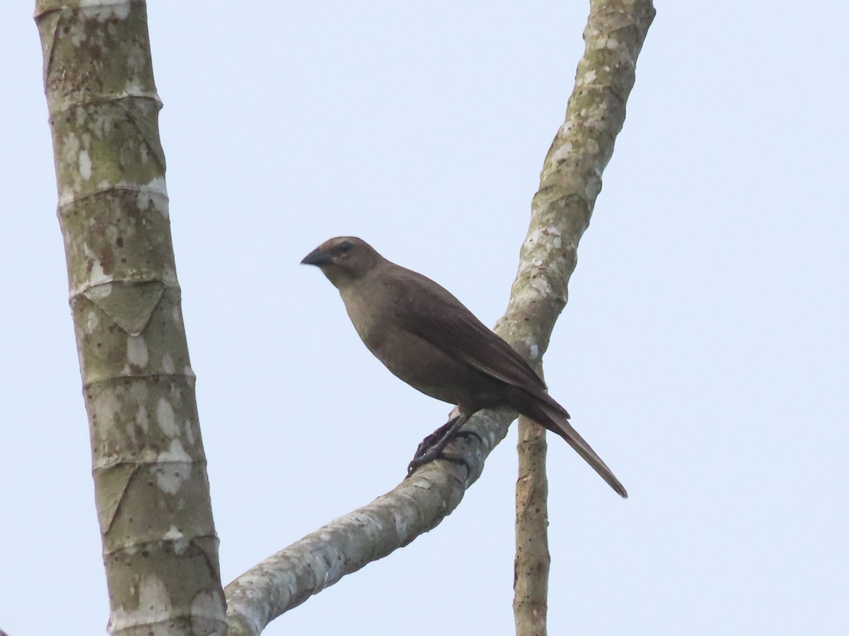 Bluish-gray Saltator - ML638535705