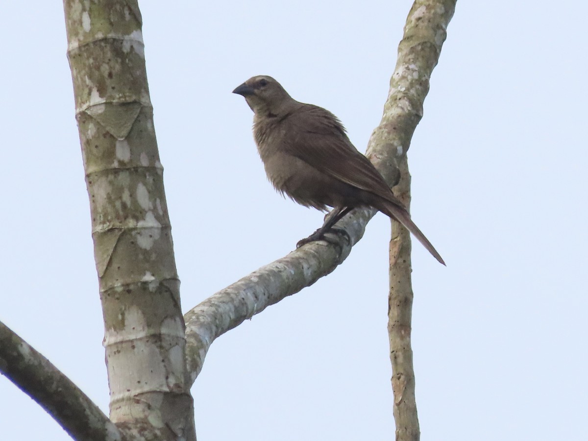 Bluish-gray Saltator - ML638535706