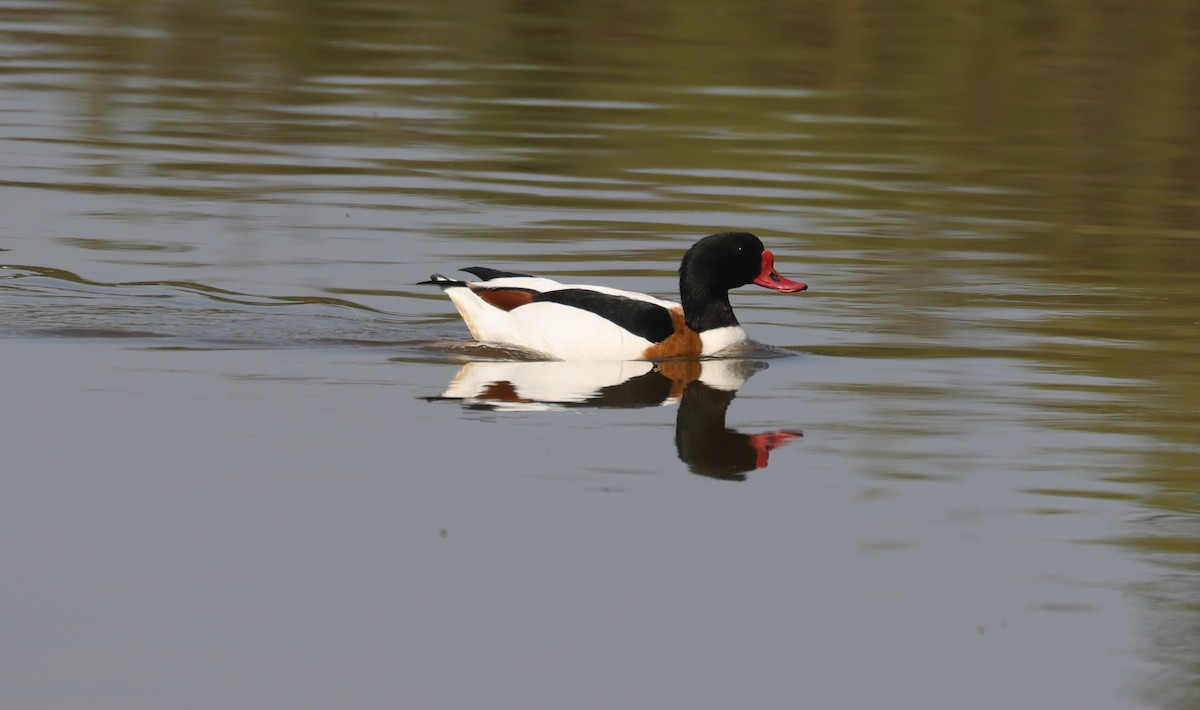 Common Shelduck - ML638535709
