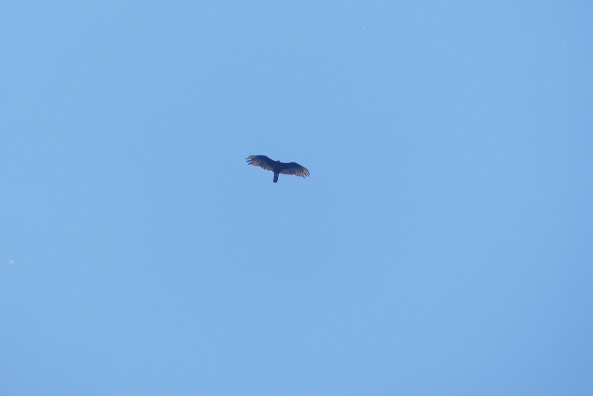 Turkey Vulture - ML638535712