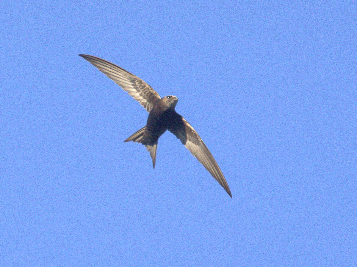 Pallid Swift - ML638535733