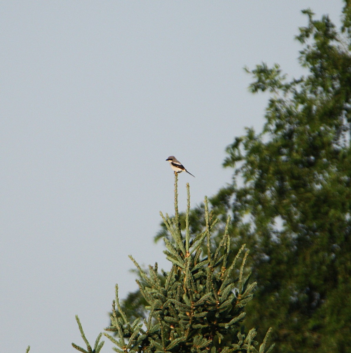 Loggerhead Shrike - ML638535770
