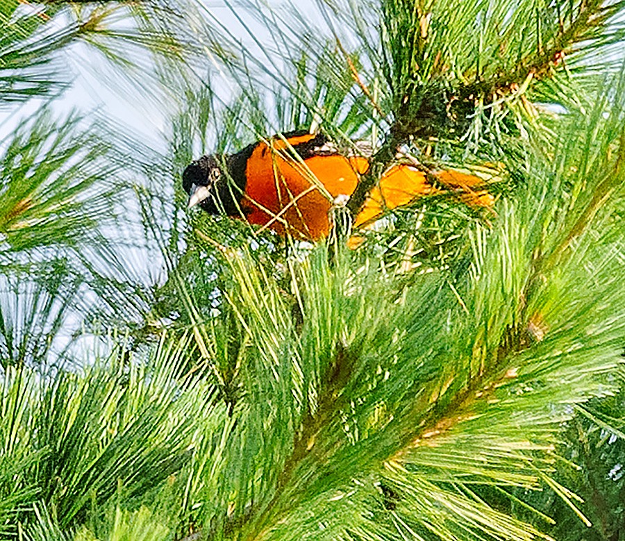 Baltimore Oriole - ML638535823
