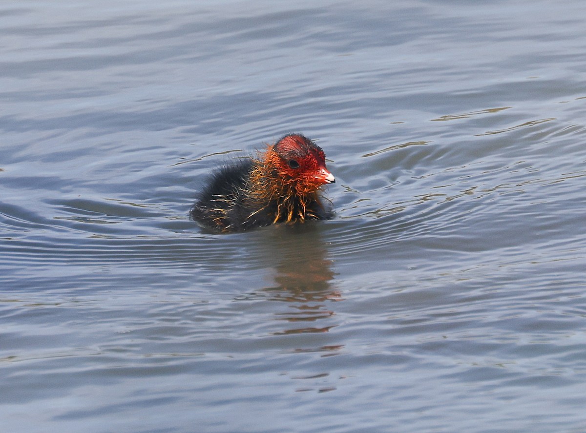 Eurasian Coot - ML638535825