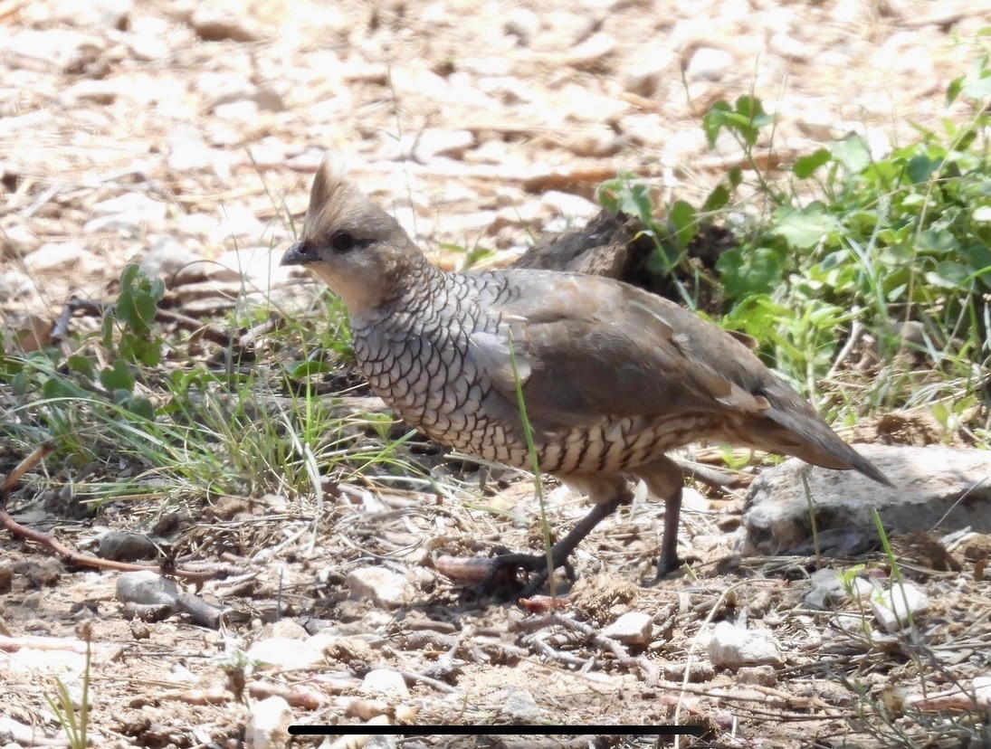 Scaled Quail - ML638535827