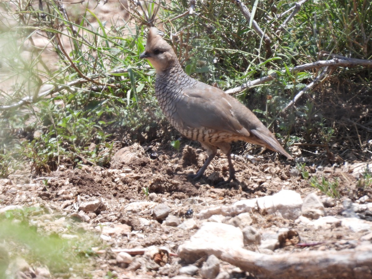 Scaled Quail - ML638535828