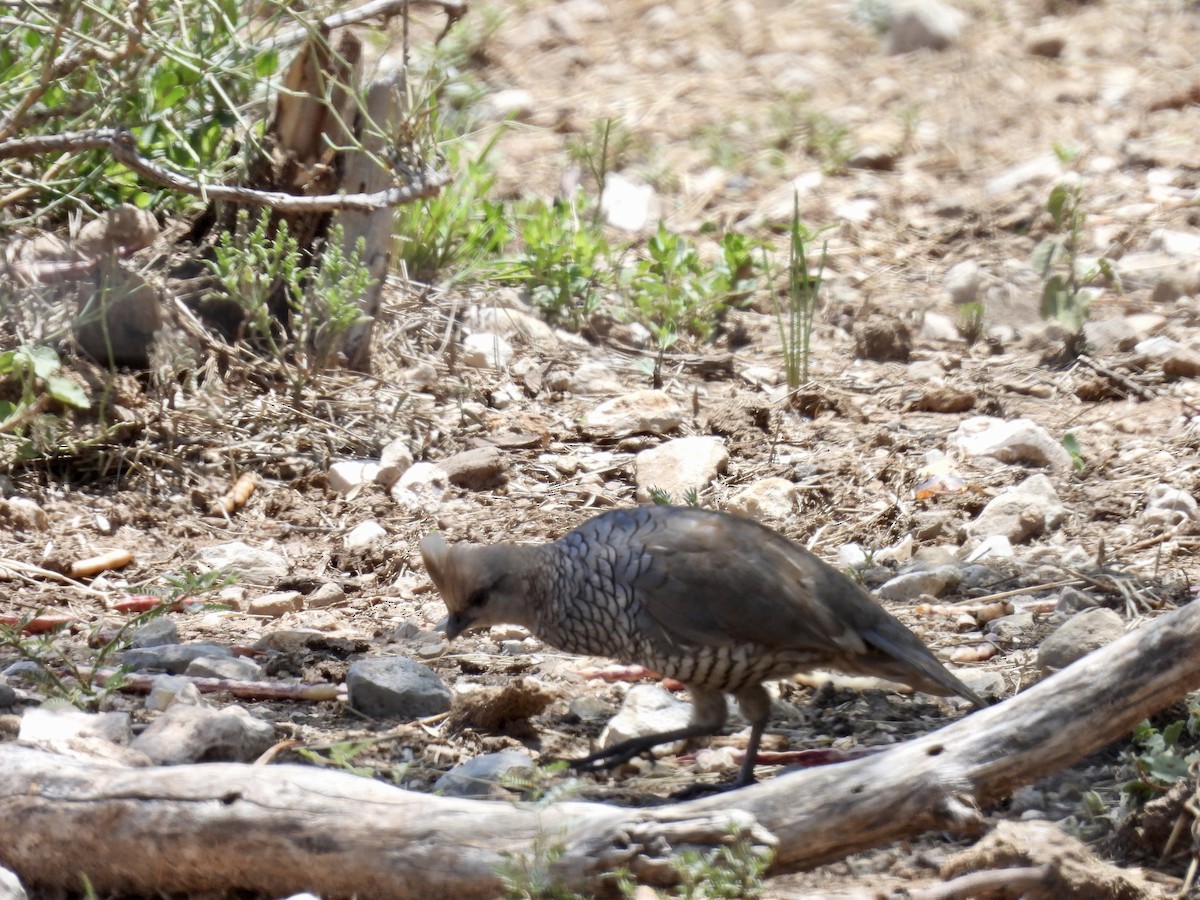 Scaled Quail - ML638535830