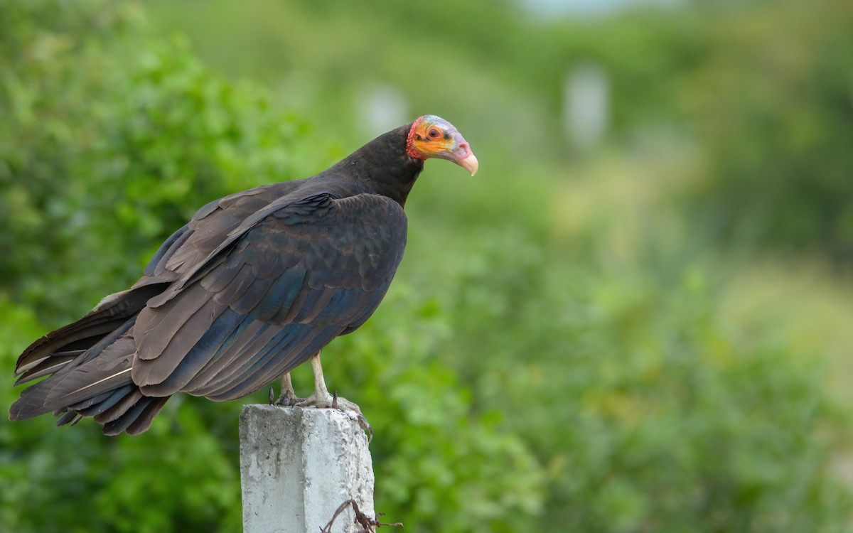 Lesser Yellow-headed Vulture - ML638535833