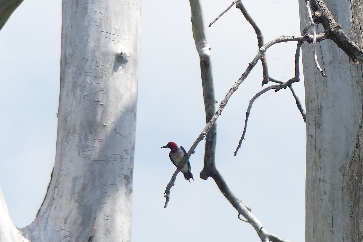Red-headed Woodpecker - ML638535834