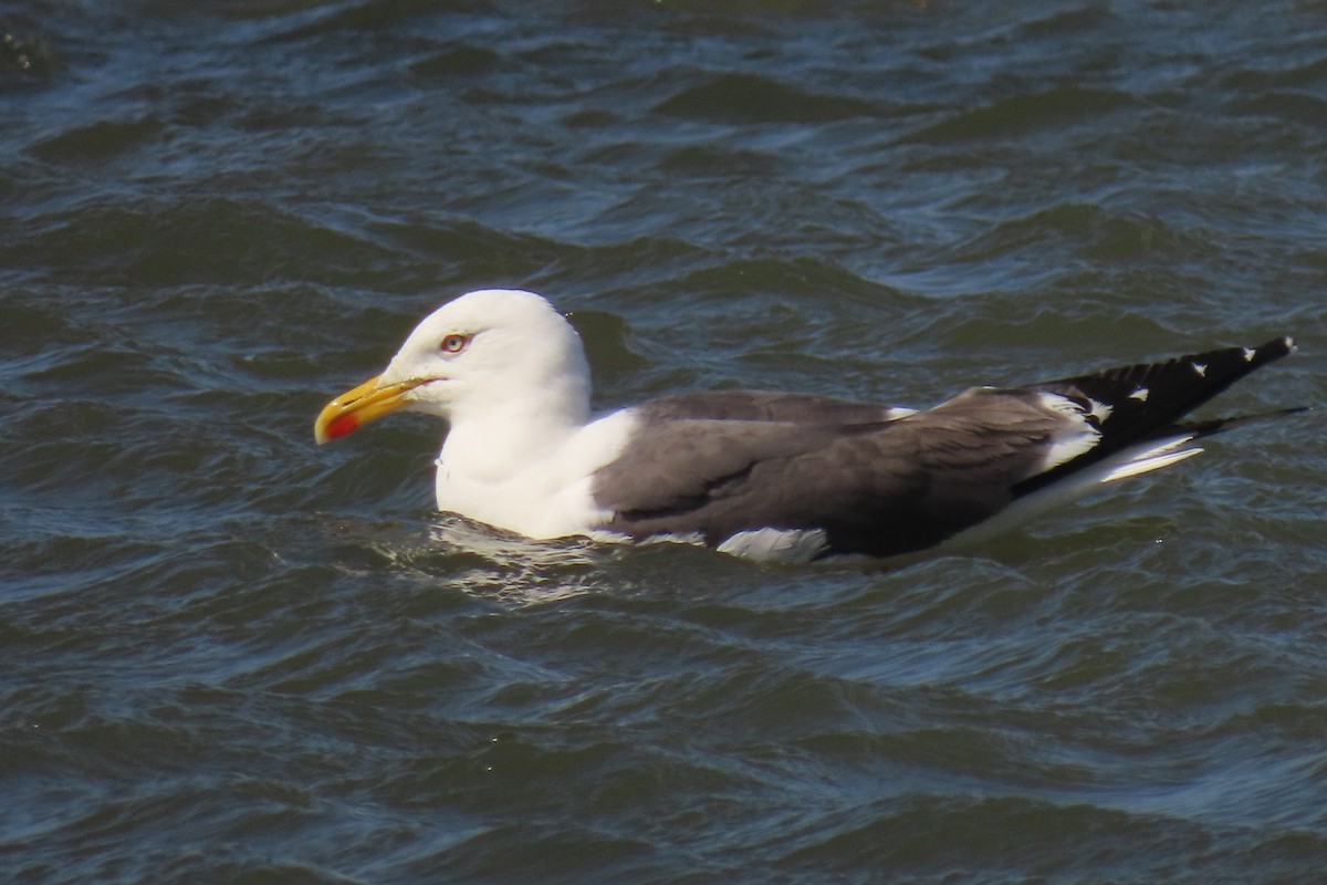 Lesser Black-backed Gull - ML638535846
