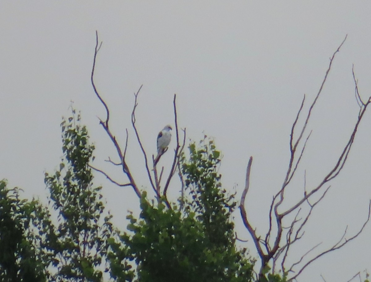 White-tailed Kite - ML638535849