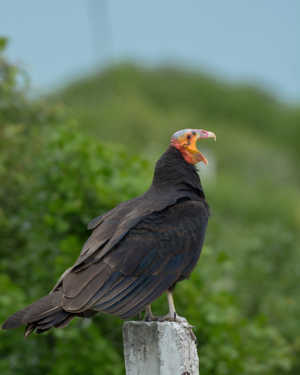 Lesser Yellow-headed Vulture - ML638535852
