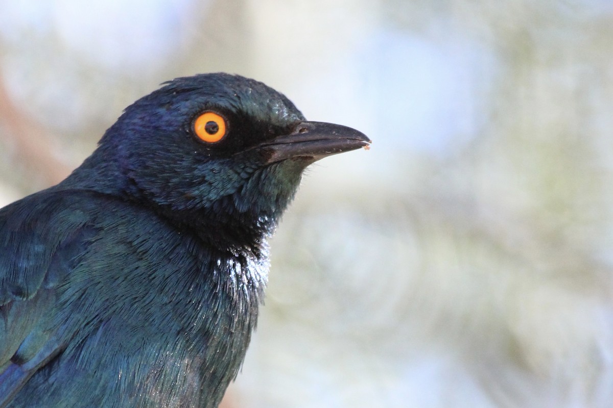 Cape Starling - ML638535863