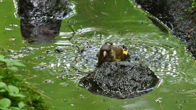 カワラヒワ - ML638535870