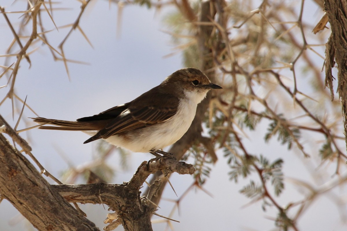 Marico Flycatcher - ML638535872