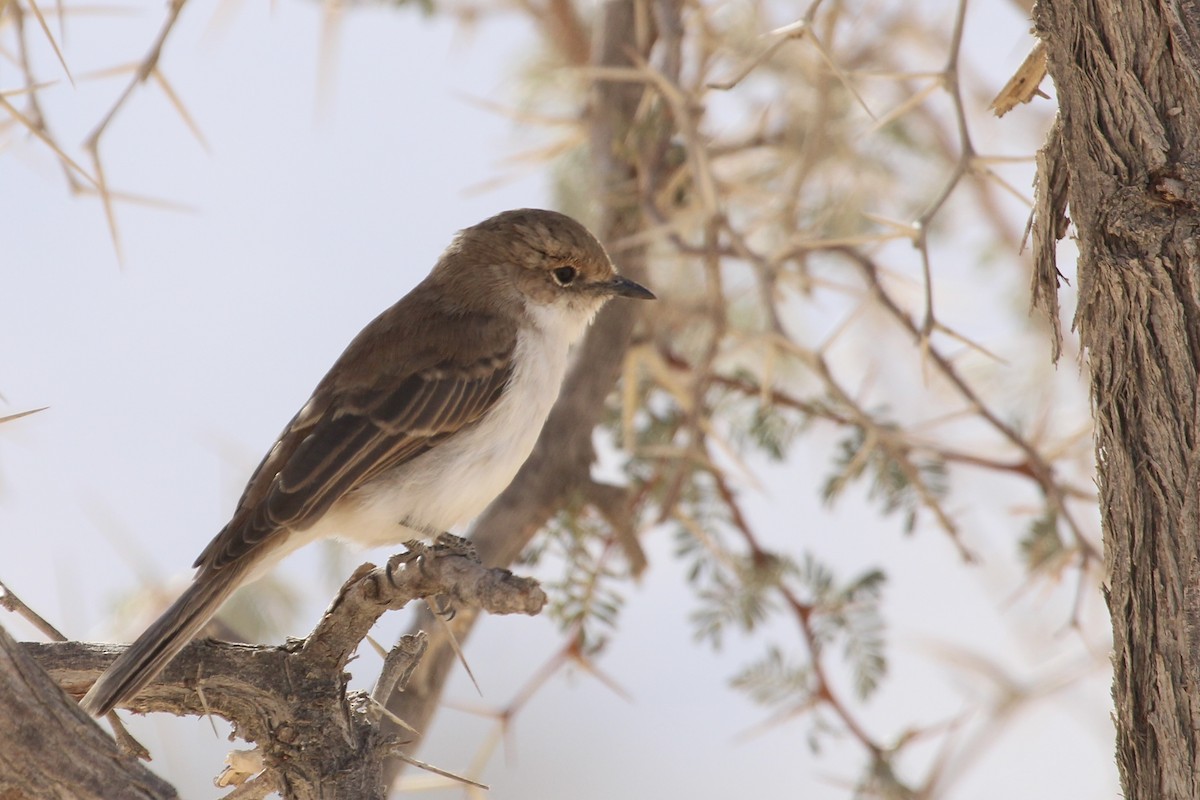 Marico Flycatcher - ML638535873