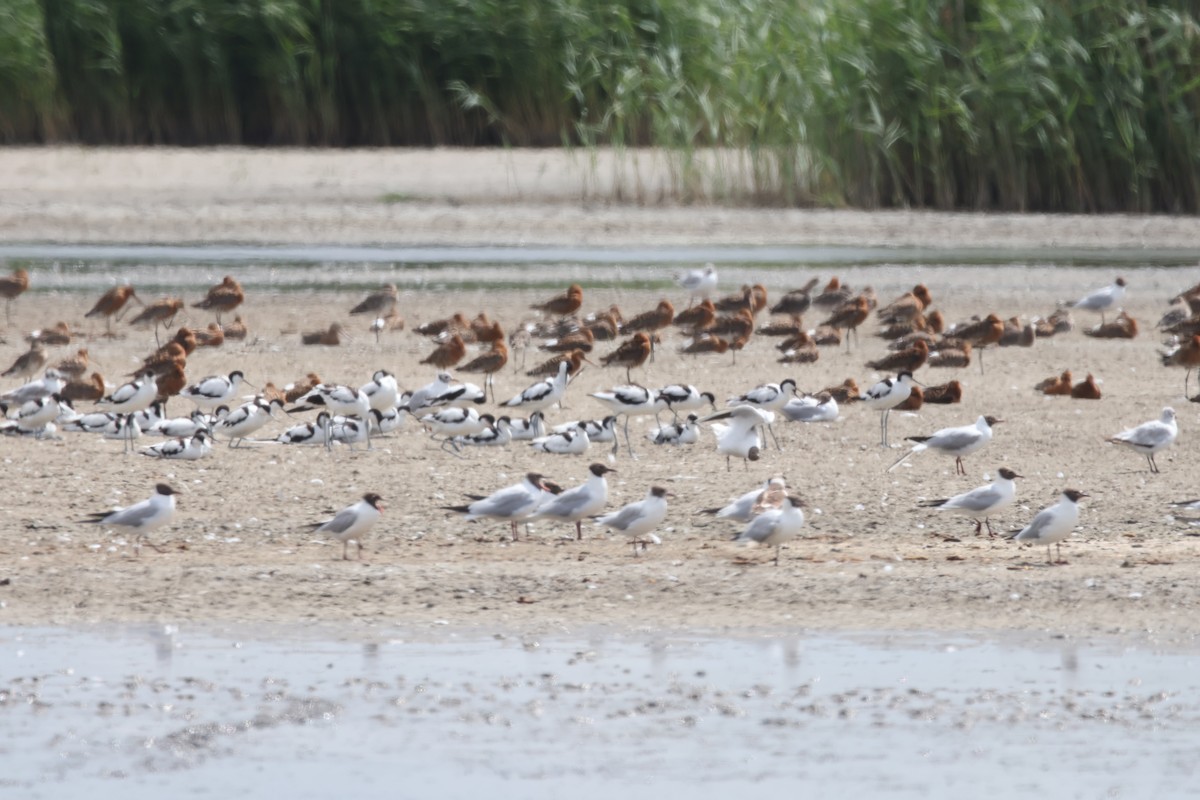 Pied Avocet - ML638535914