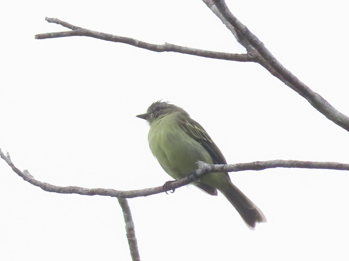 Slender-footed Tyrannulet - ML638535924