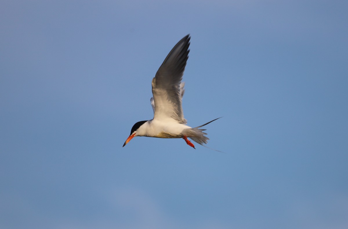 Forster's Tern - ML638535930