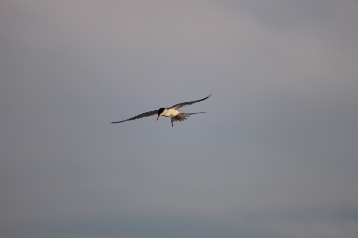 Forster's Tern - ML638535931