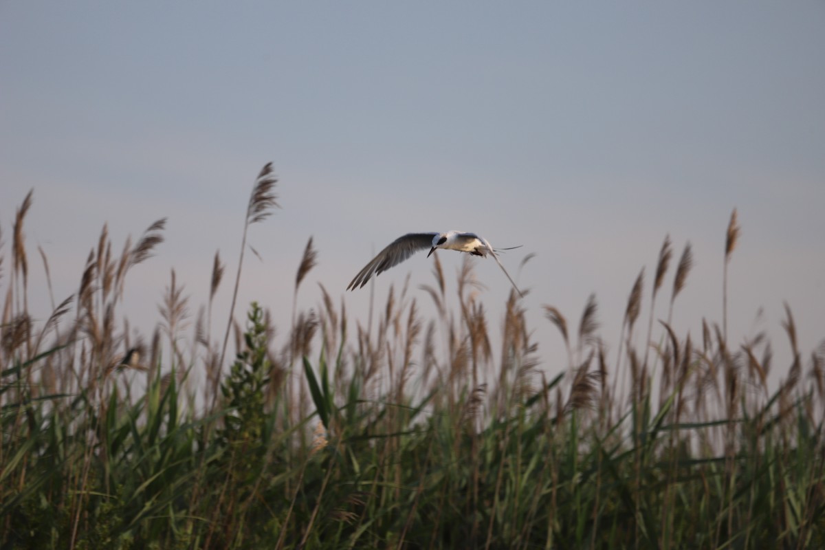 Forster's Tern - ML638535932