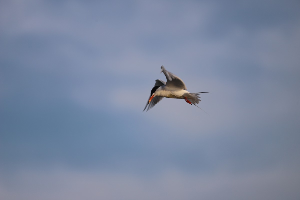 Forster's Tern - ML638535933