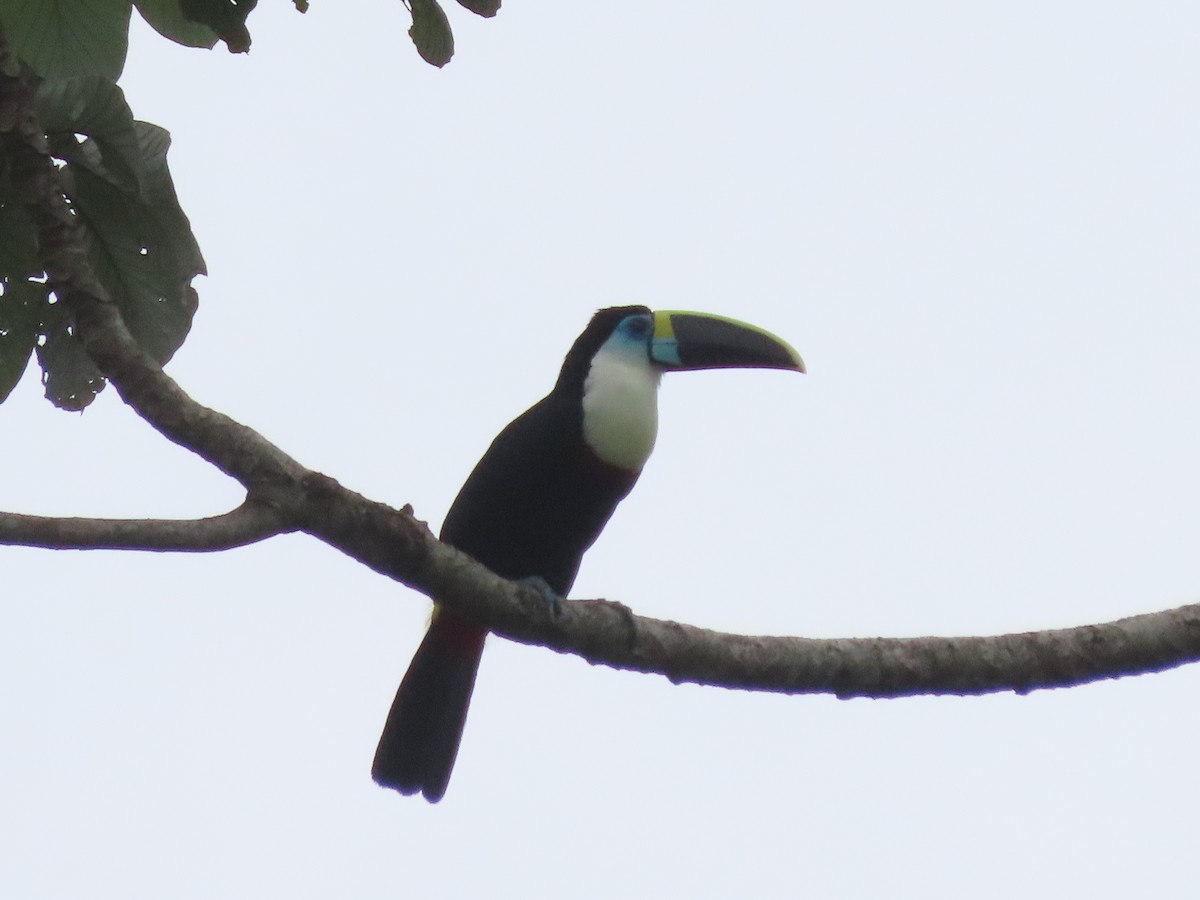 White-throated Toucan - ML638535934