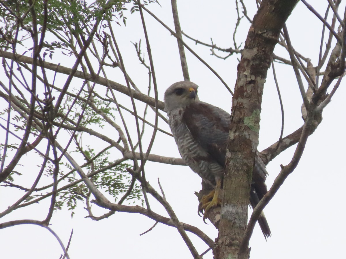 Gray-lined Hawk - ML638535977