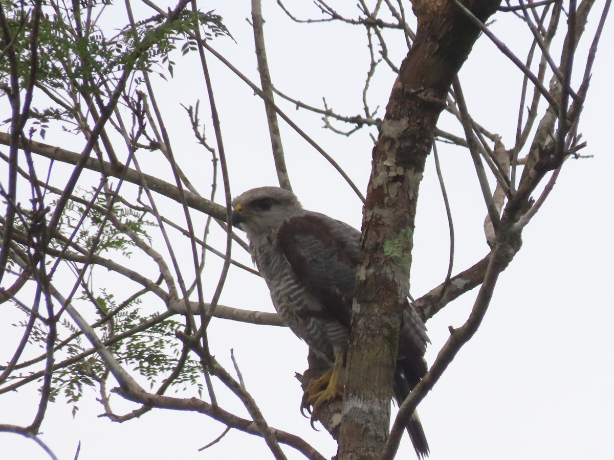 Gray-lined Hawk - ML638535978