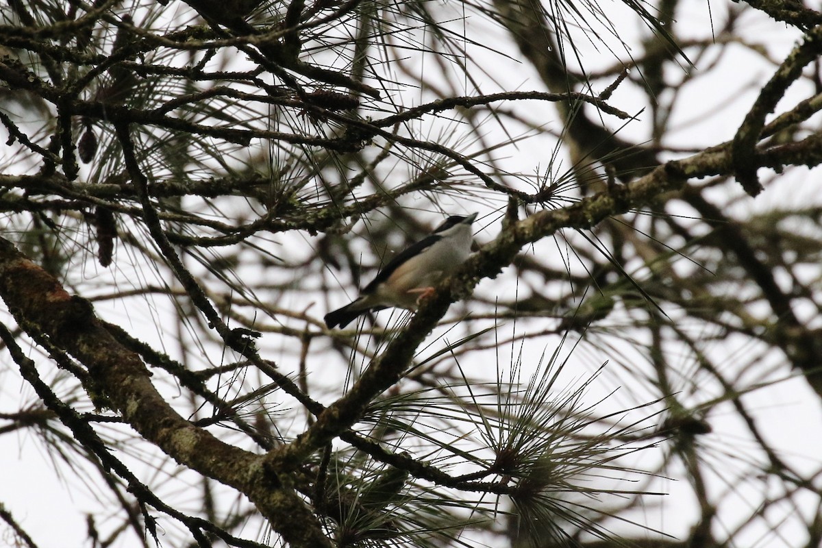 White-browed Shrike-Babbler - ML638535984