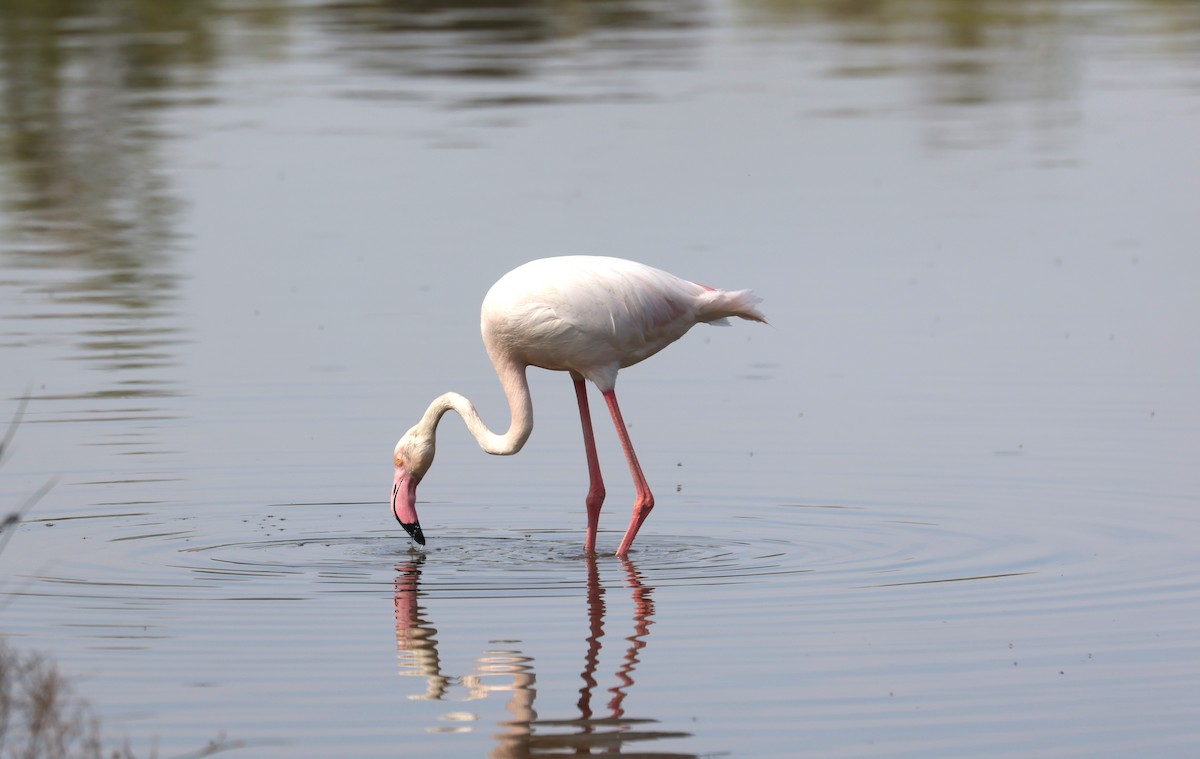 Greater Flamingo - ML638536007