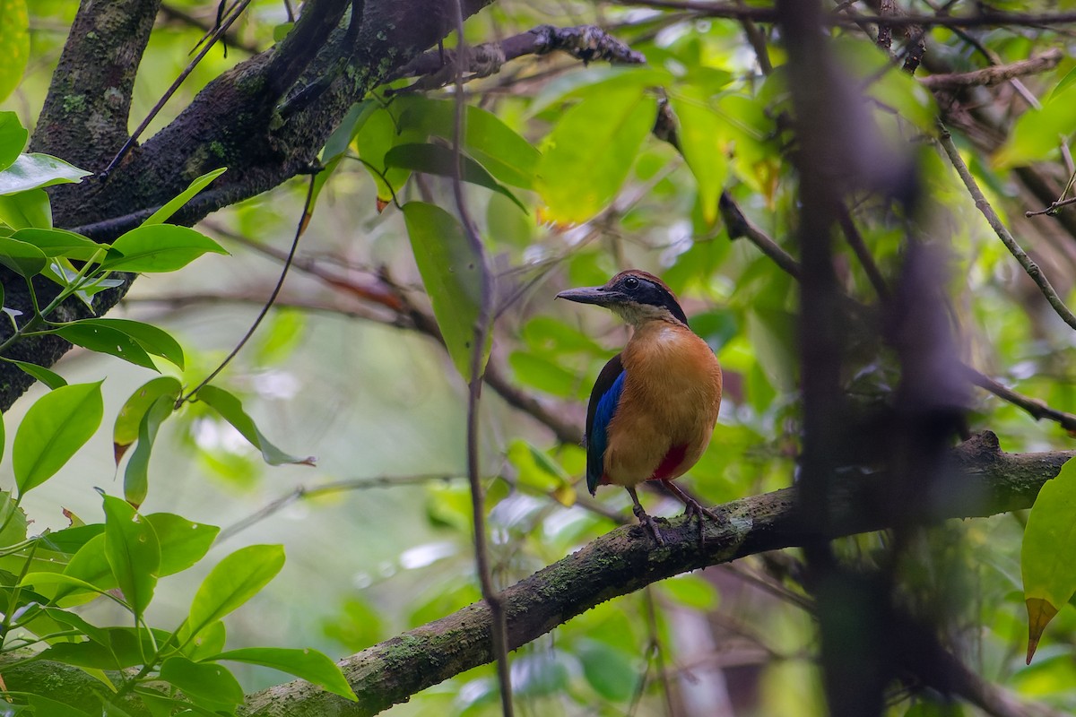 mangrovepitta - ML638536045