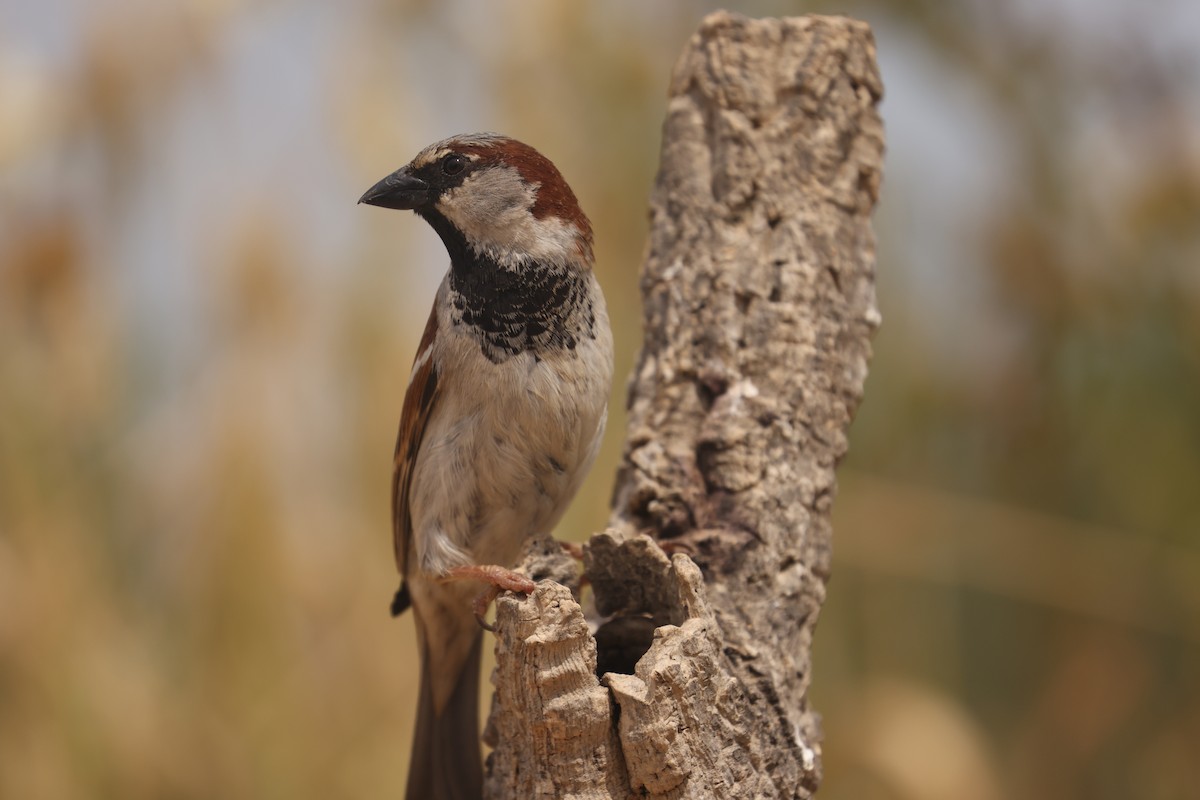 House Sparrow - ML638536106