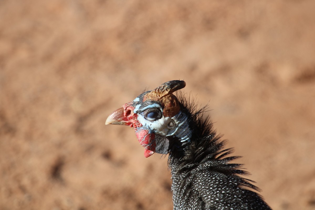 Helmeted Guineafowl - ML638536113