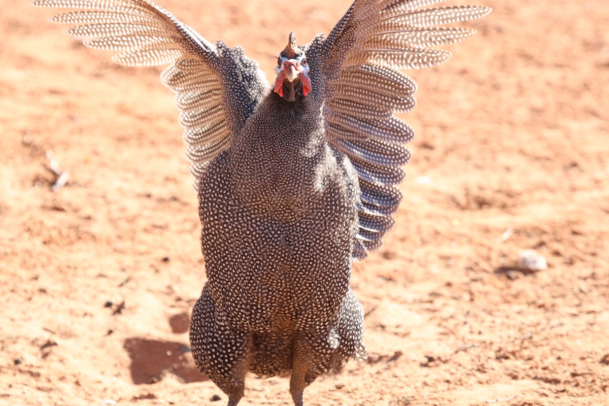 Helmeted Guineafowl - ML638536114