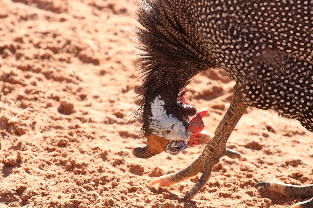 Helmeted Guineafowl - ML638536115