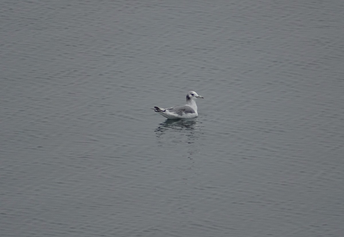 Black-legged Kittiwake - ML638536124