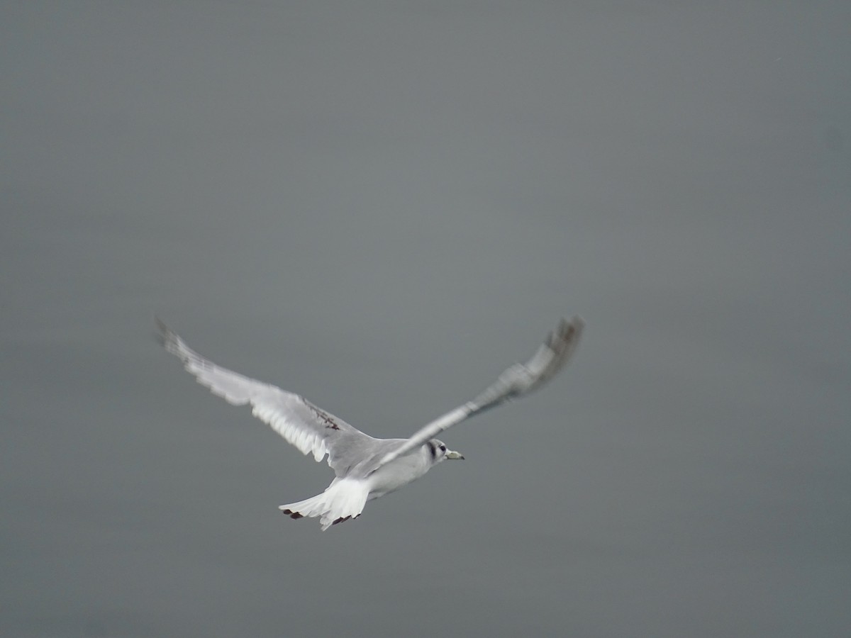 Black-legged Kittiwake - ML638536125