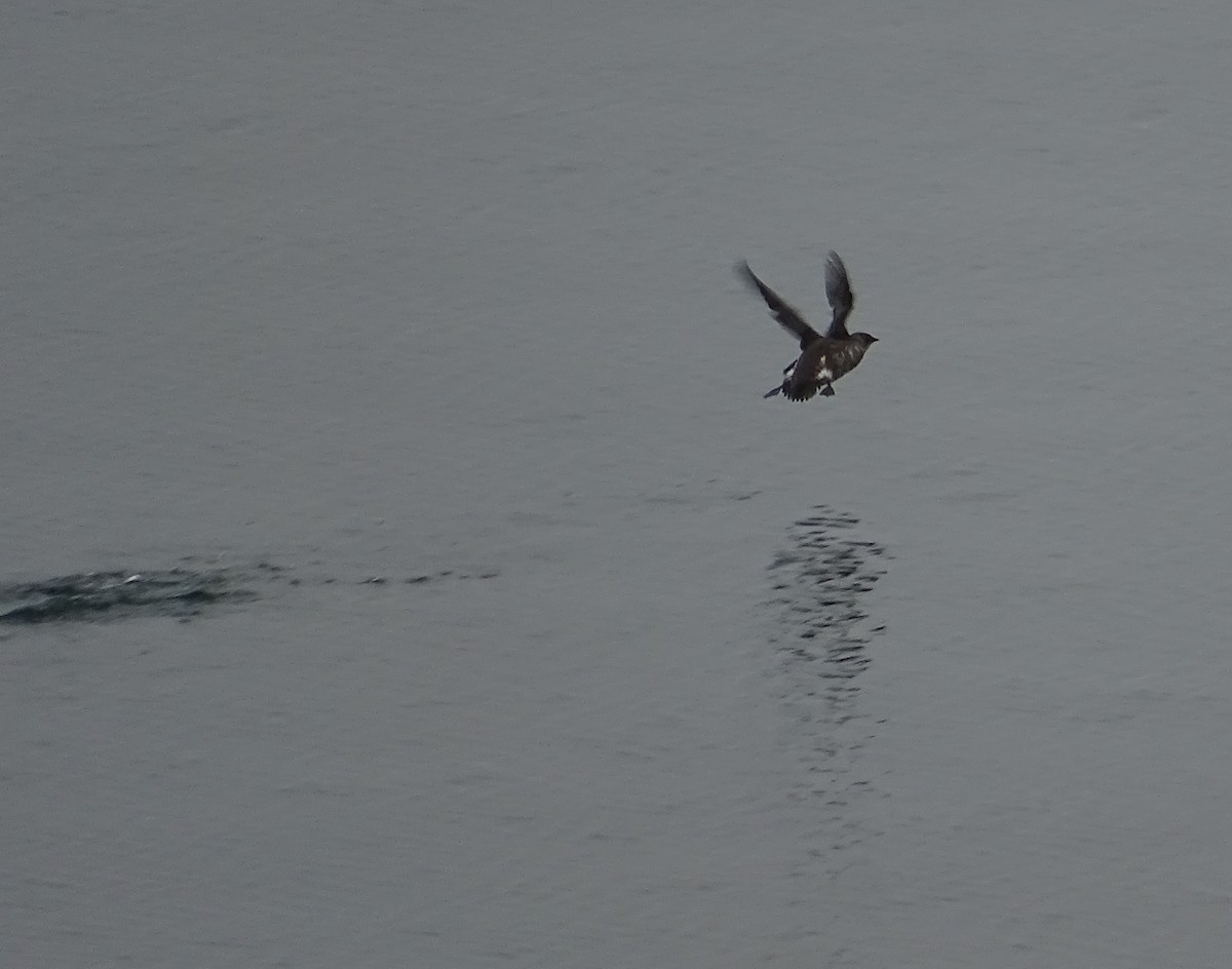 Marbled Murrelet - ML638536129