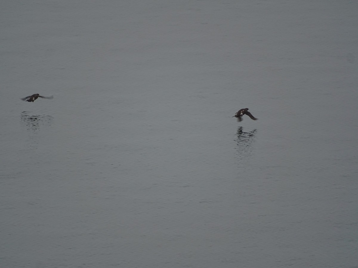 Marbled Murrelet - ML638536130